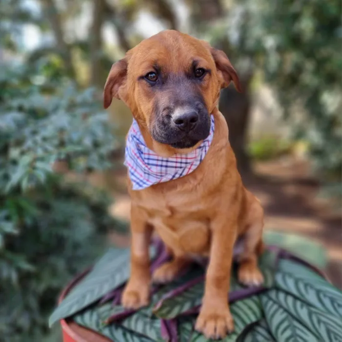 Cachorro ra a SRD-ViraLata idade 2 a 6 meses nome MILO