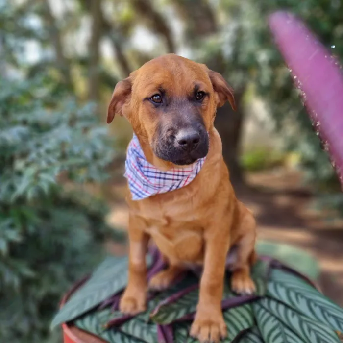 Cachorro ra a SRD-ViraLata idade 2 a 6 meses nome MILO