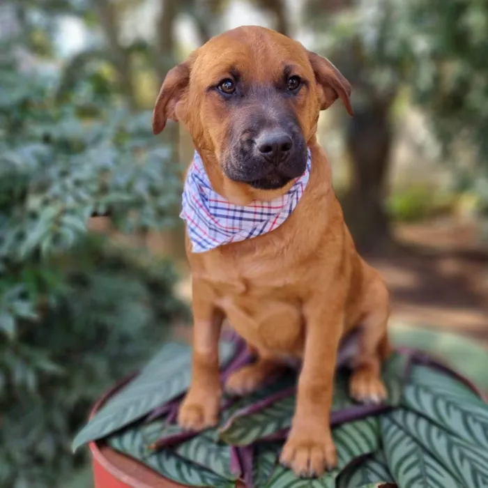 Cachorro ra a SRD-ViraLata idade 2 a 6 meses nome MILO