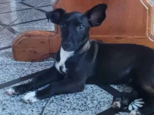 Cachorro raça SRD-ViraLata idade 7 a 11 meses nome Luffy