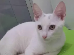 Gato raça Srd idade 2 a 6 meses nome Julius