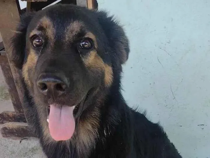 Cachorro ra a Pastor Alemão idade 7 a 11 meses nome Thor