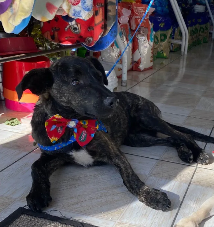 Cachorro ra a SRD-ViraLata idade 2 a 6 meses nome Thor