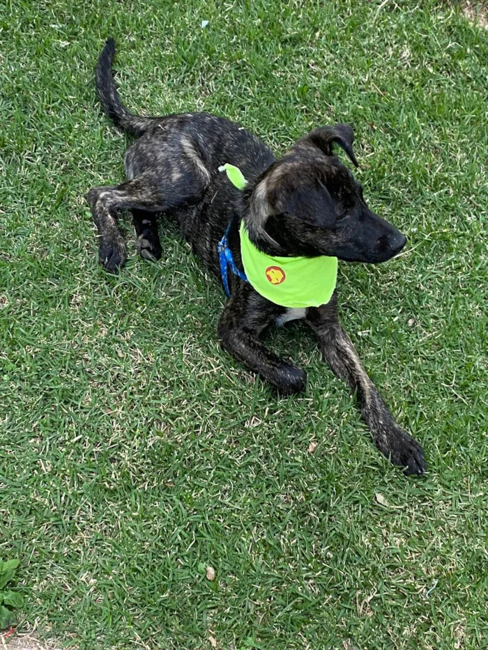 Cachorro ra a SRD-ViraLata idade 2 a 6 meses nome Thor