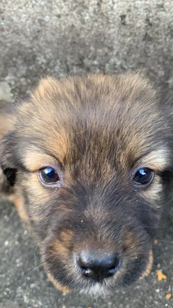 Cachorro ra a SRD-ViraLata idade Abaixo de 2 meses nome Cadu