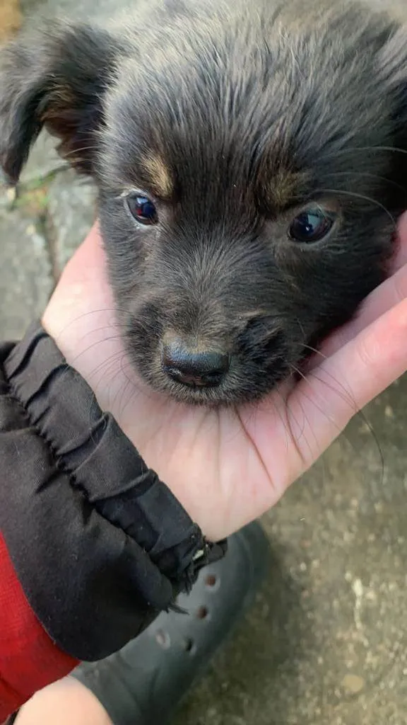 Cachorro ra a SRD-ViraLata idade Abaixo de 2 meses nome Cadu