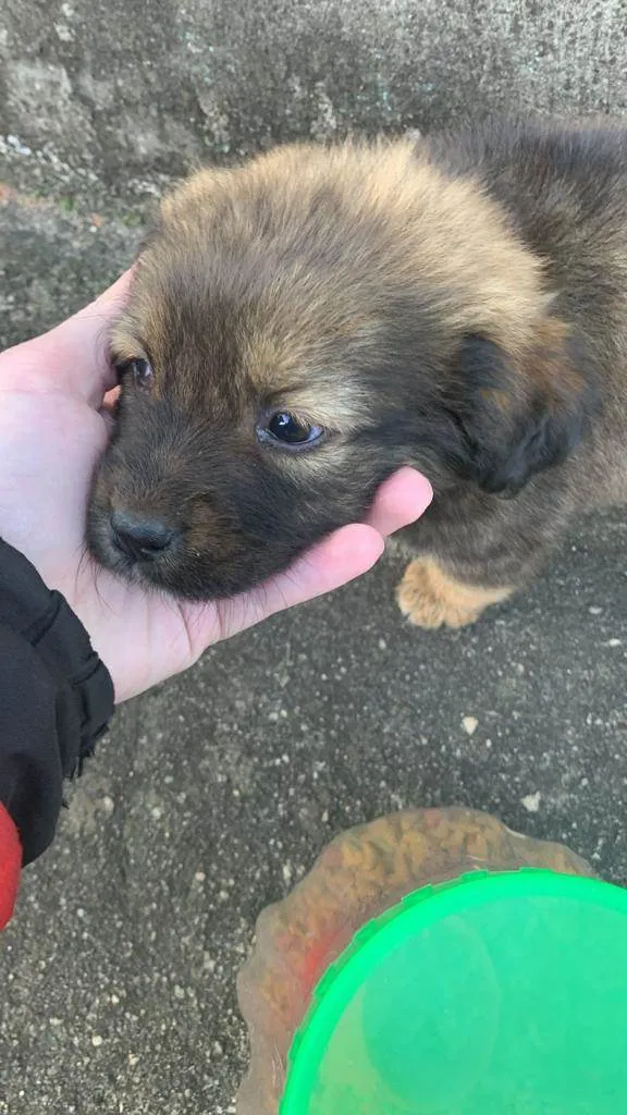 Cachorro ra a SRD-ViraLata idade Abaixo de 2 meses nome Cadu