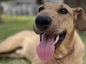 Cachorro raça SRD-caramelo idade 1 ano nome Bilão