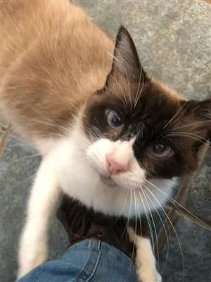 Gato raça SRD-siames idade 3 anos nome Helena tatu bolinha