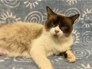 Gato raça SRD-siames idade 3 anos nome Helena tatu bolinha