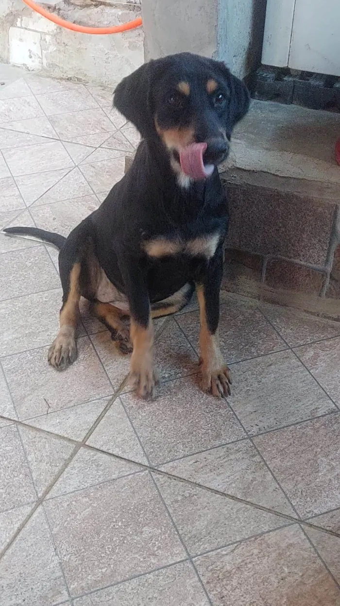 Cachorro ra a SRD-ViraLata idade 1 ano nome Juma 