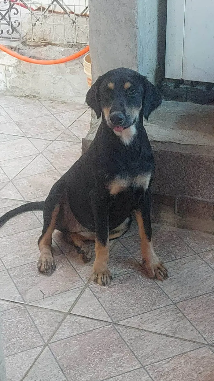 Cachorro ra a SRD-ViraLata idade 1 ano nome Juma 