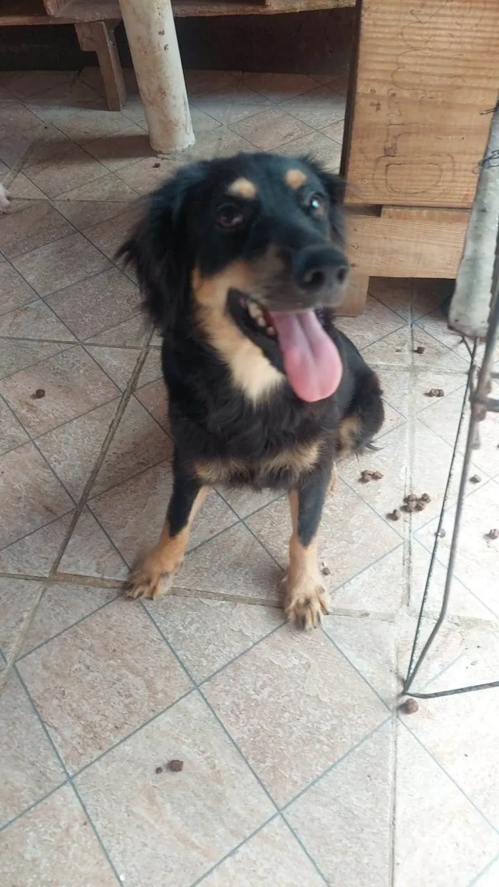 Cachorro ra a SRD-ViraLata idade 1 ano nome Juma 