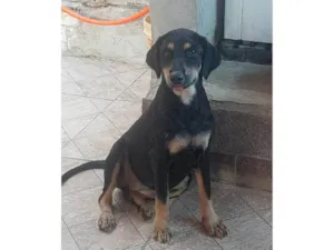 Cachorro raça SRD-ViraLata idade 1 ano nome Juma 