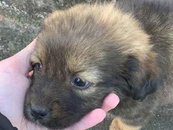 Cachorro ra a SRD-ViraLata idade Abaixo de 2 meses nome Cadu