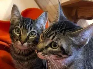 Gato raça SRD tigrinhos idade 2 a 6 meses nome Filhotes tigrados