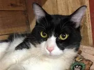 Gato raça SRD-frajola idade 7 a 11 meses nome Frejat