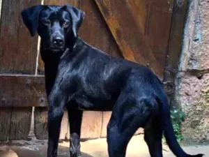 Cachorro raça SRD- idade 1 ano nome LinDiego