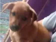 Cachorro raça SRD-ViraLata idade 2 a 6 meses nome Caramelo