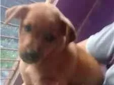 Cachorro ra a SRD-ViraLata idade 2 a 6 meses nome Caramelo