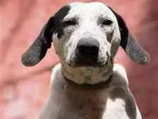 Cachorro raça SRD-mista idade 1 ano nome FilomenaFiona