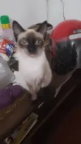 Chico, Pandora e Biel