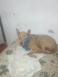 Chico, Pandora e Biel