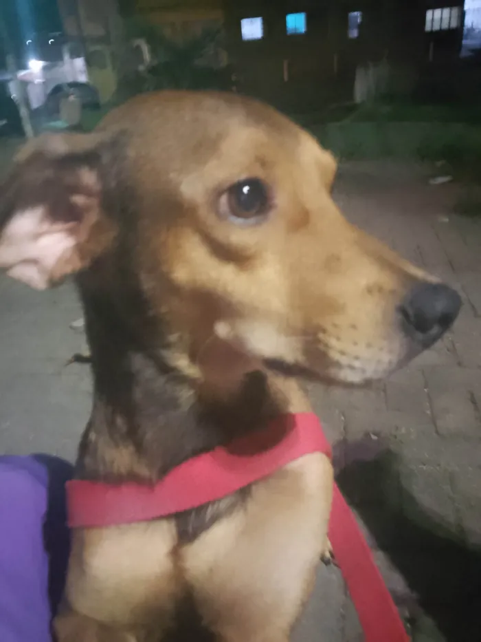 Cachorro ra a Vira lata, vira lata e Pit Bull  idade 6 ou mais anos nome Chico, Pandora e Biel 