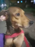 Chico, Pandora e Biel