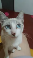 Chico, Pandora e Biel