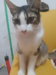 Chico, Pandora e Biel