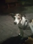 Chico, Pandora e Biel