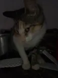 Chico, Pandora e Biel