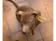 Simba