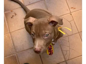 Cachorro raça American starforshire idade 2 a 6 meses nome Simba
