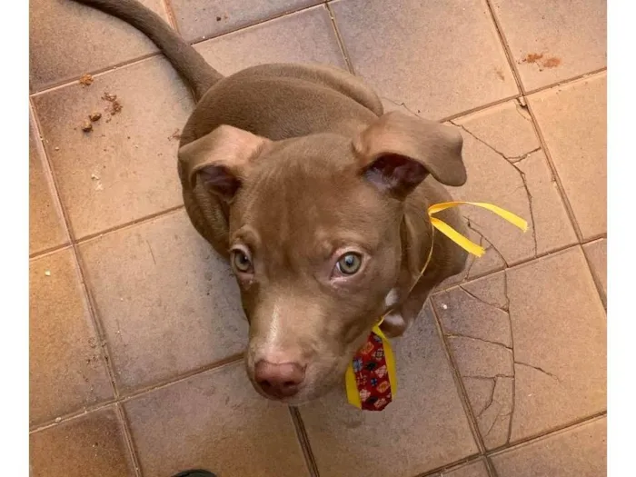Cachorro ra a American starforshire idade 2 a 6 meses nome Simba