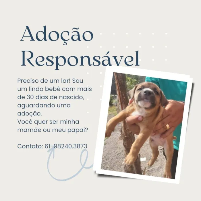 Cachorro ra a SRD-ViraLata idade Abaixo de 2 meses nome Filhotes para adoção