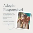 Filhotes para adoção
