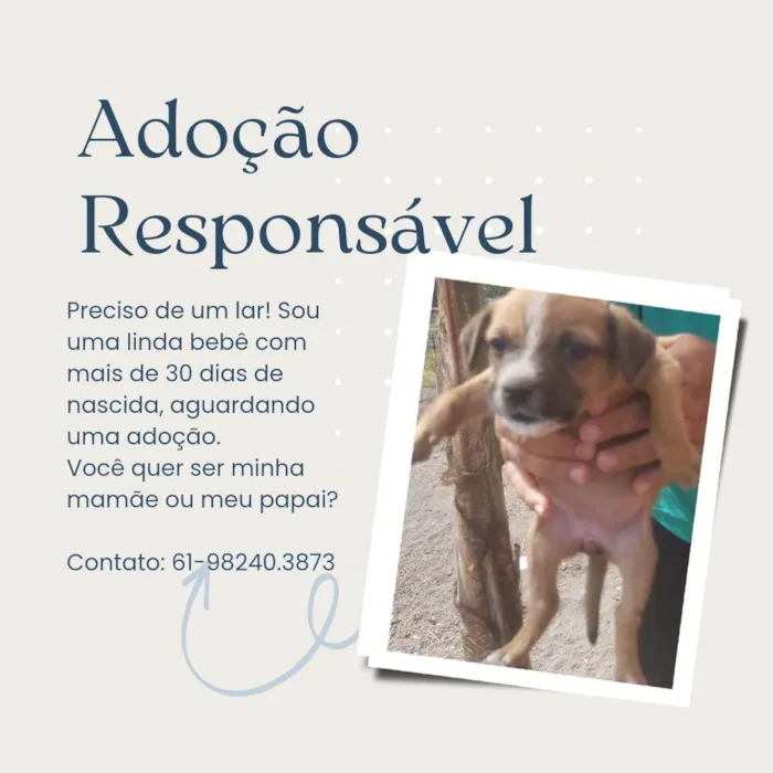 Cachorro ra a SRD-ViraLata idade Abaixo de 2 meses nome Filhotes para adoção