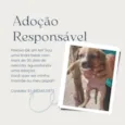 Filhotes para adoção