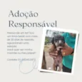 Filhotes para adoção