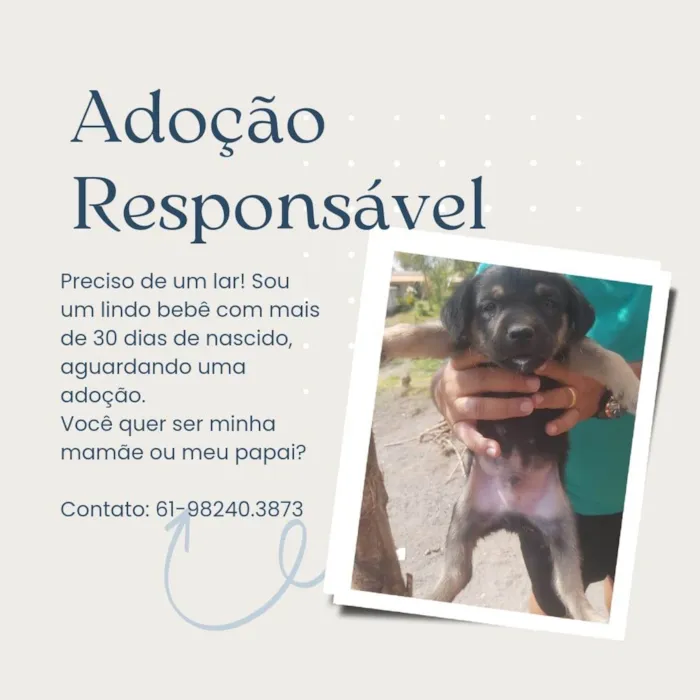 Cachorro ra a SRD-ViraLata idade Abaixo de 2 meses nome Filhotes para adoção