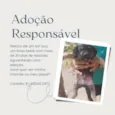 Filhotes para adoção