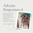 Filhotes para adoção