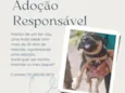 Filhotes para adoção