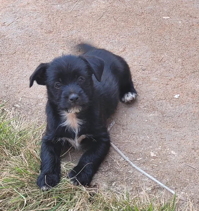 Cachorro ra a  idade Abaixo de 2 meses nome filhote sem nome ainda