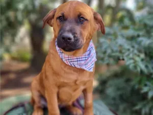 Cachorro raça SRD-ViraLata idade 2 a 6 meses nome MILO