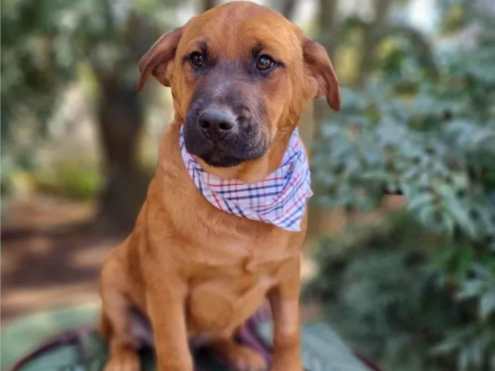 Cachorro ra a SRD-ViraLata idade 2 a 6 meses nome MILO