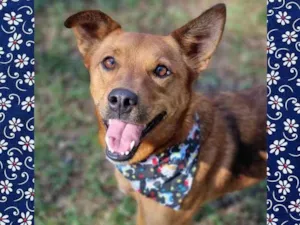 Cachorro raça Srd idade 3 anos nome FILINA
