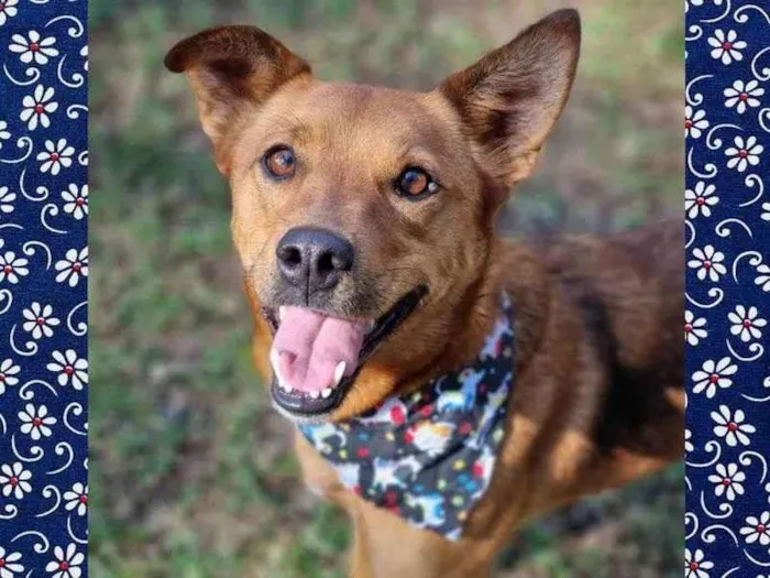 Cachorro ra a Srd idade 3 anos nome FILINA